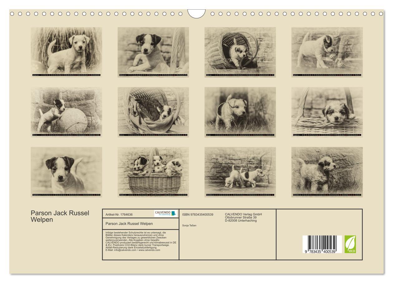 Bild: 9783435400539 | Parson Jack Russel Welpen (Wandkalender 2025 DIN A3 quer), CALVENDO...