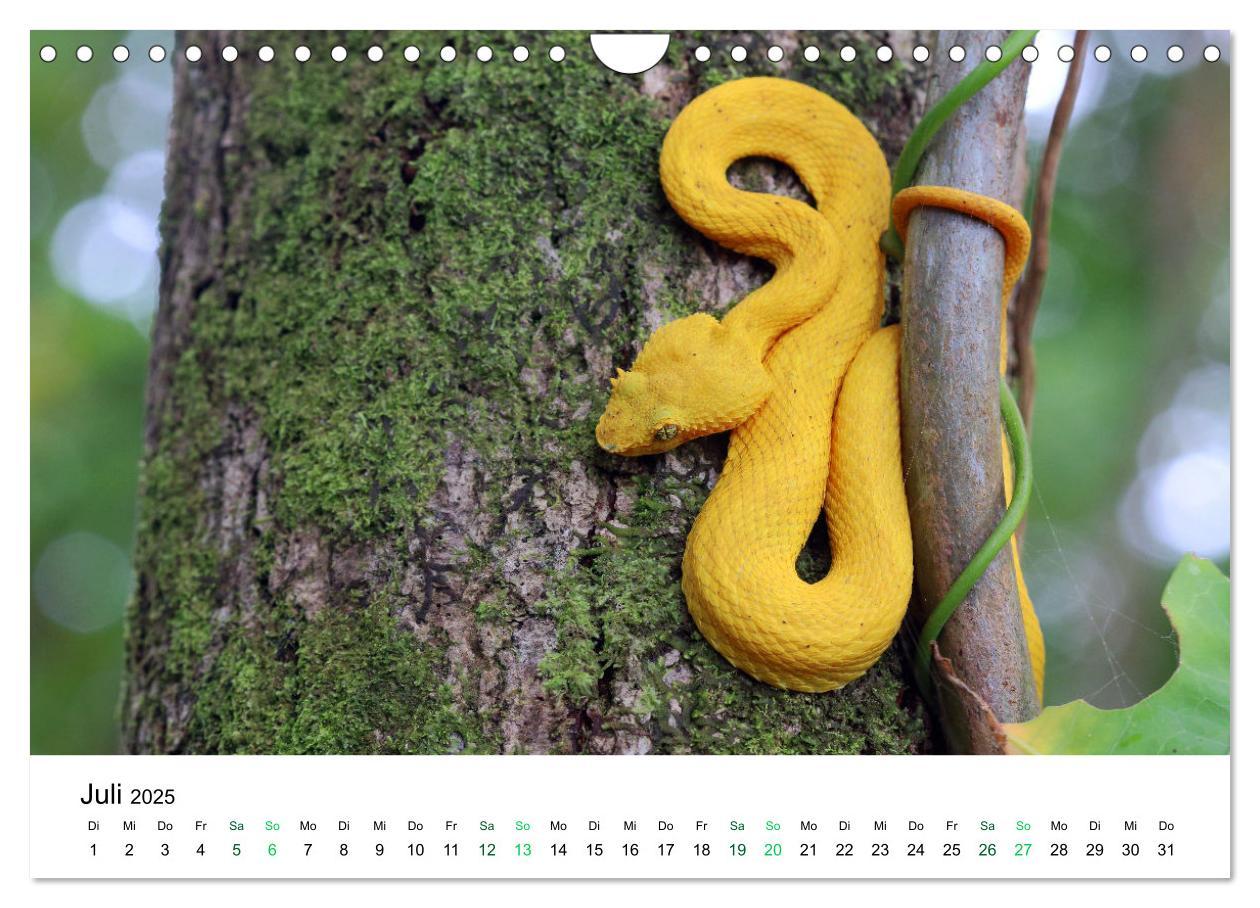 Bild: 9783383980756 | Costa Rica - Tropische Tierwelt (Wandkalender 2025 DIN A4 quer),...