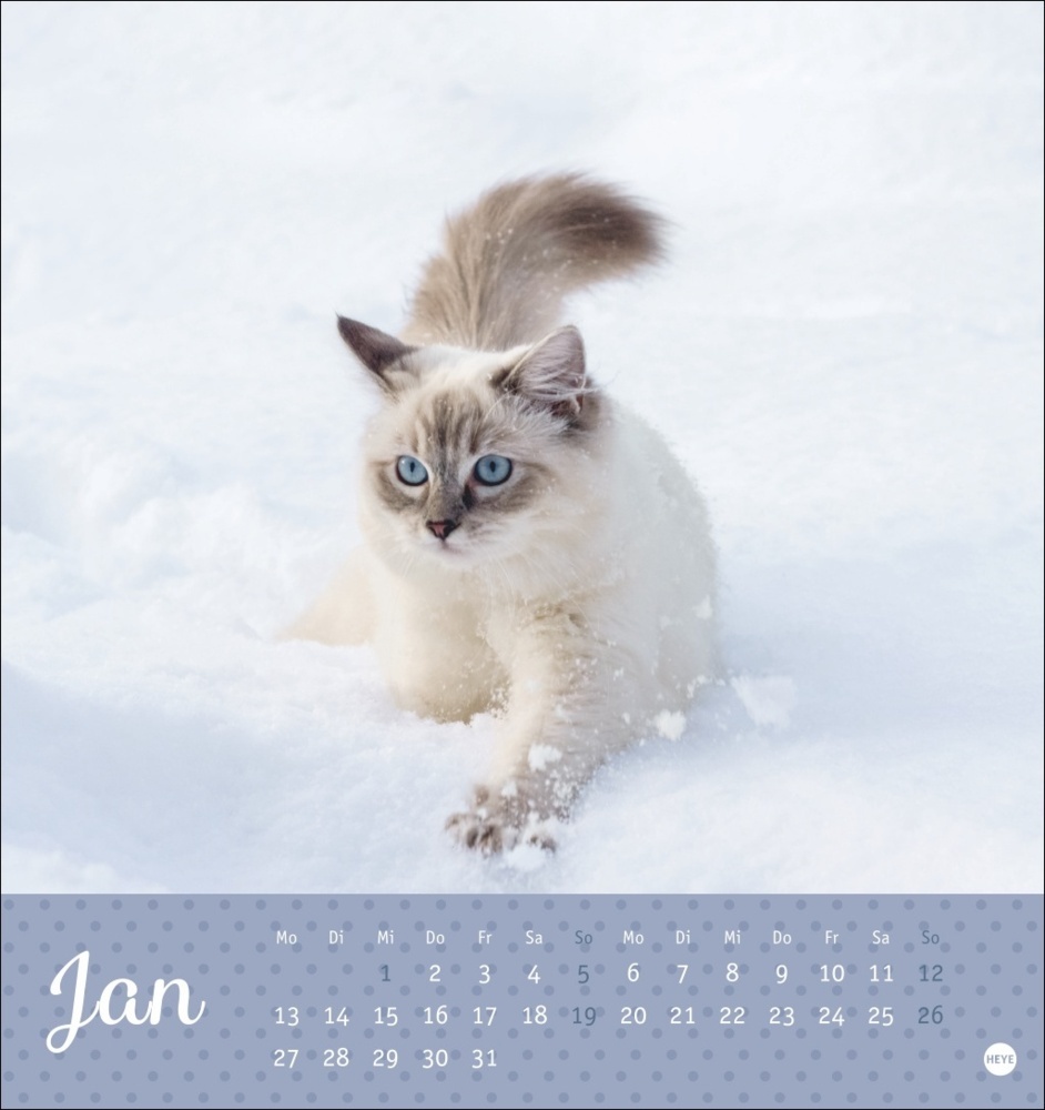 Bild: 9783756407026 | Katzen Postkartenkalender Kleine Tiger 2025 | Kalender | Spiralbindung