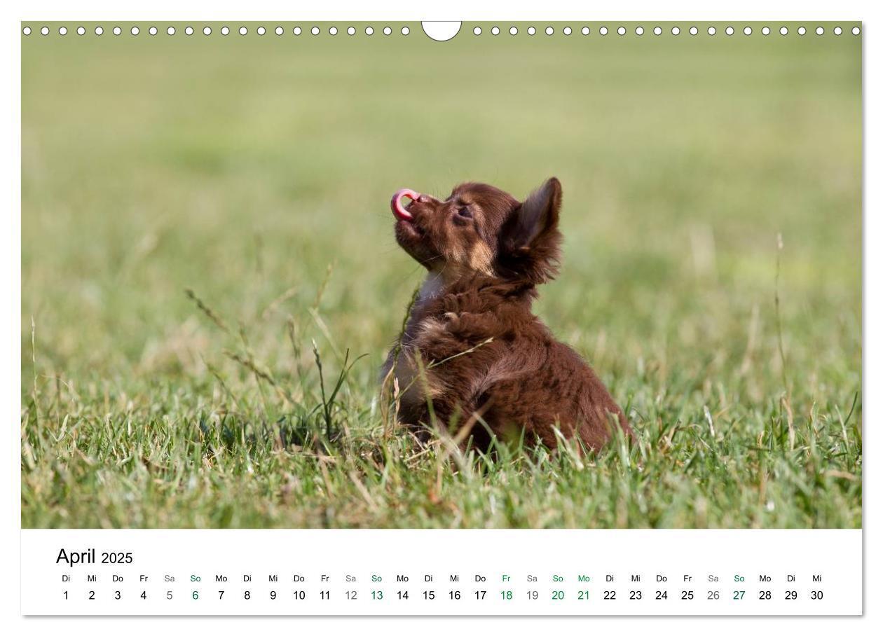 Bild: 9783435772247 | Chihuahuas - kleine Herzensbrecher (Wandkalender 2025 DIN A3 quer),...