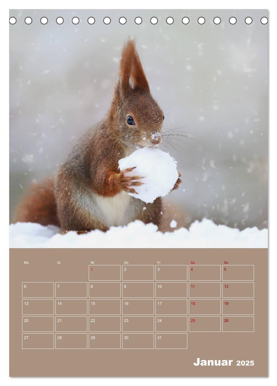 Bild: 9783435991075 | Eichhörnchen - Planer (Tischkalender 2025 DIN A5 hoch), CALVENDO...