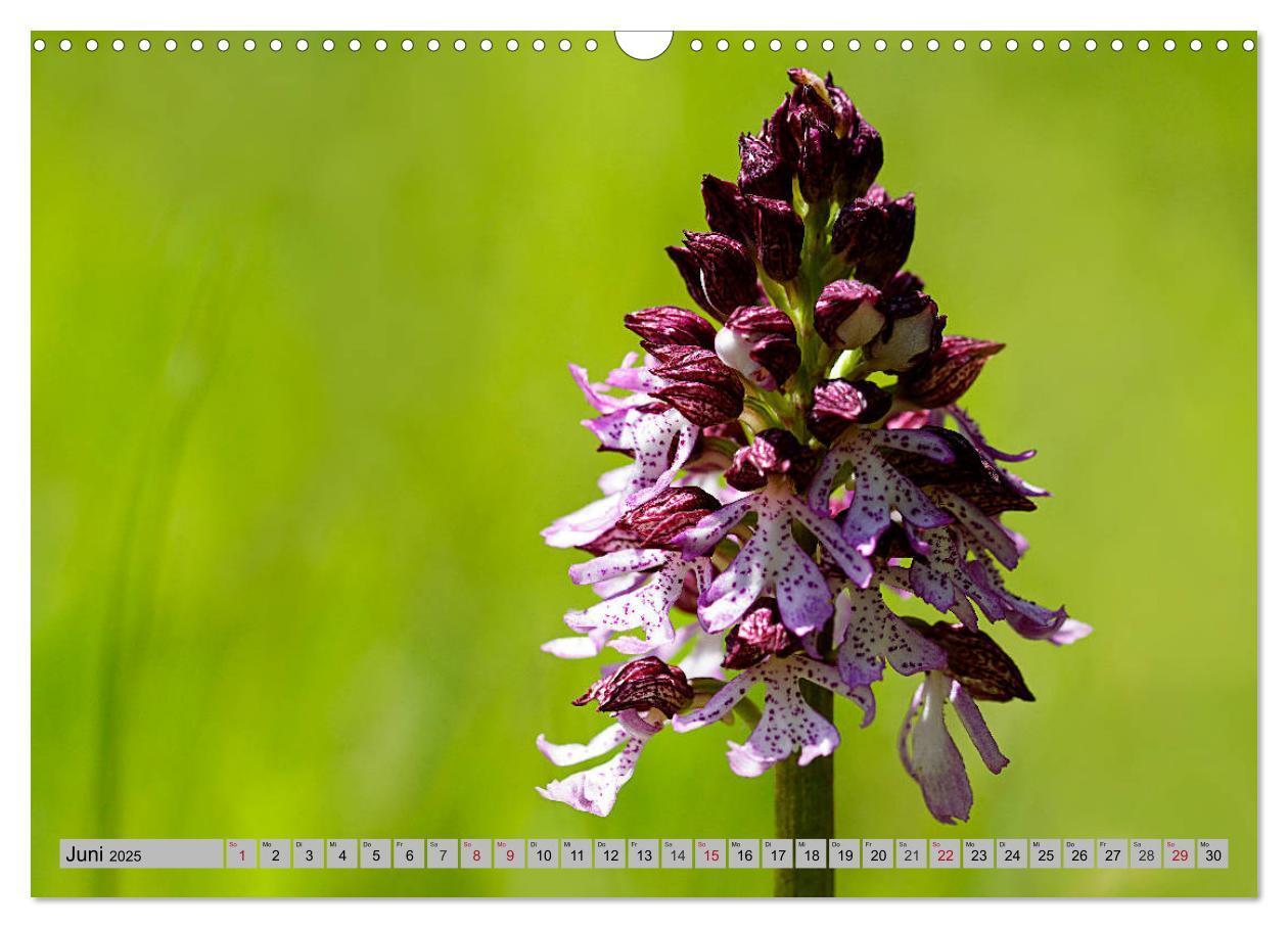 Bild: 9783435536528 | Orchideenwiese 2025 (Wandkalender 2025 DIN A3 quer), CALVENDO...