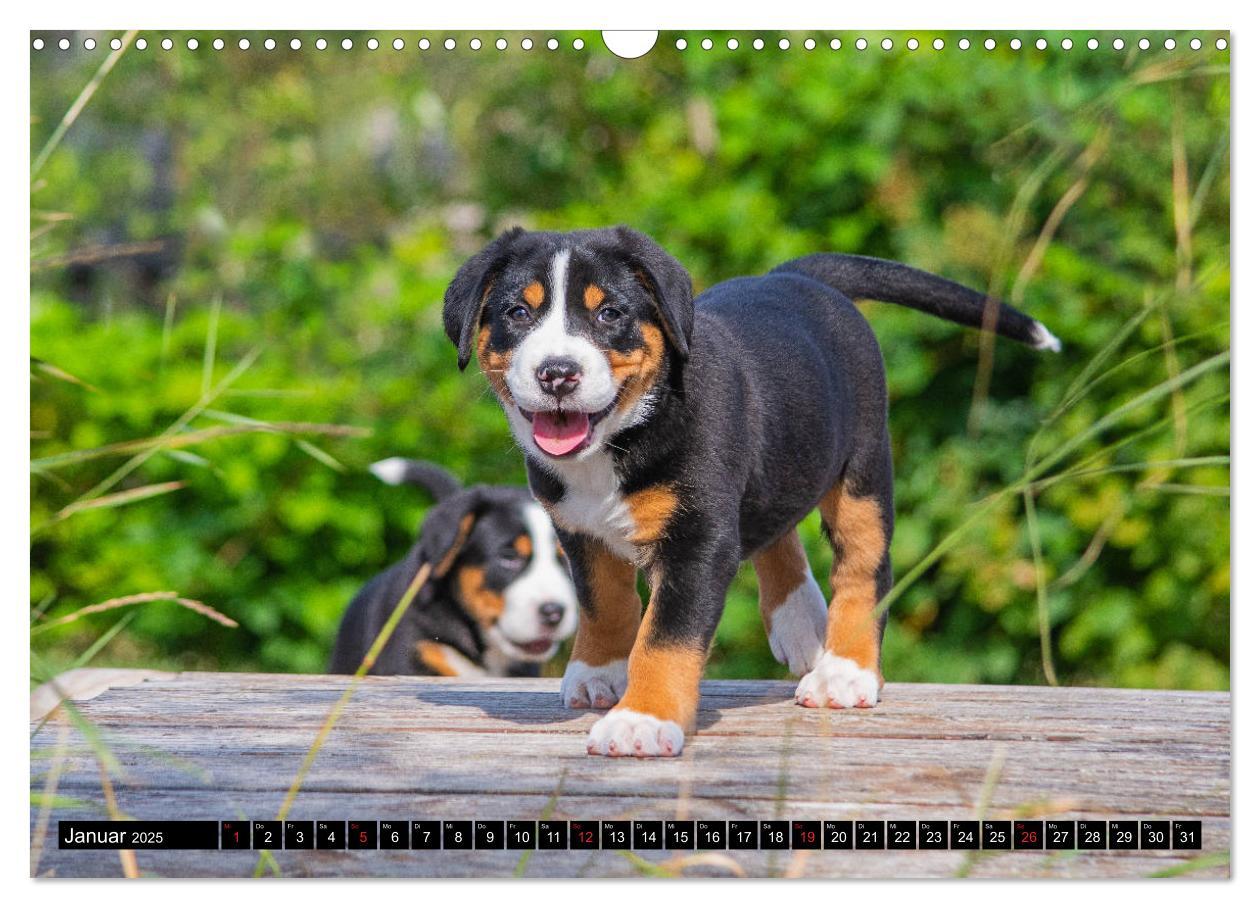 Bild: 9783435209033 | Ein Hund zum Verlieben - Großer Schweizer Sennenhund (Wandkalender...