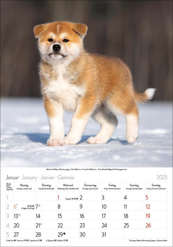 Bild: 9783731876175 | Hunde 2025 | Wandkalender mit Fotos von Hunden. Format 23,5 x 33,5 cm.