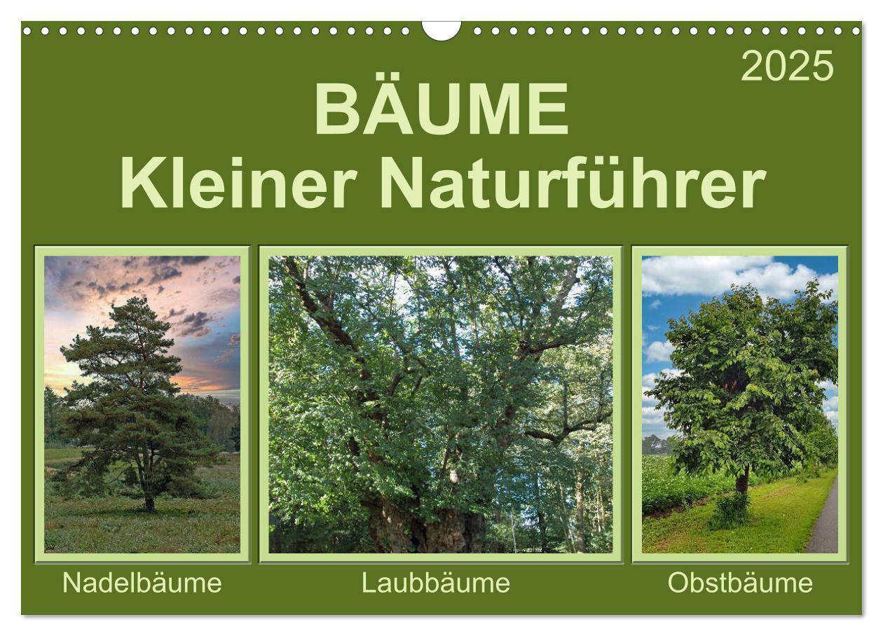 Cover: 9783435122011 | Bäume Kleiner Naturführer (Wandkalender 2025 DIN A3 quer), CALVENDO...