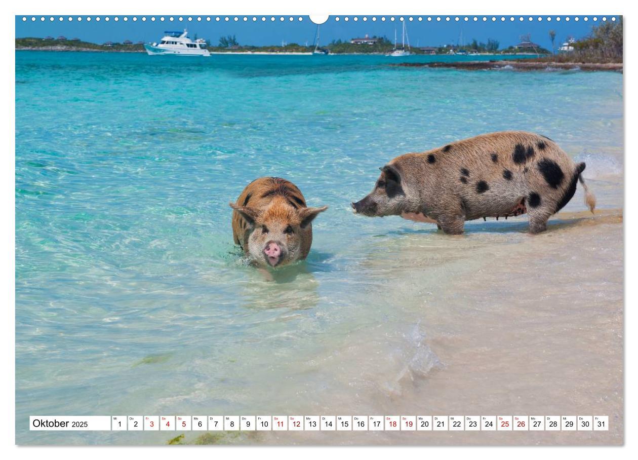 Bild: 9783435420759 | Schweine im Dauerurlaub auf den Bahamas! (Wandkalender 2025 DIN A2...