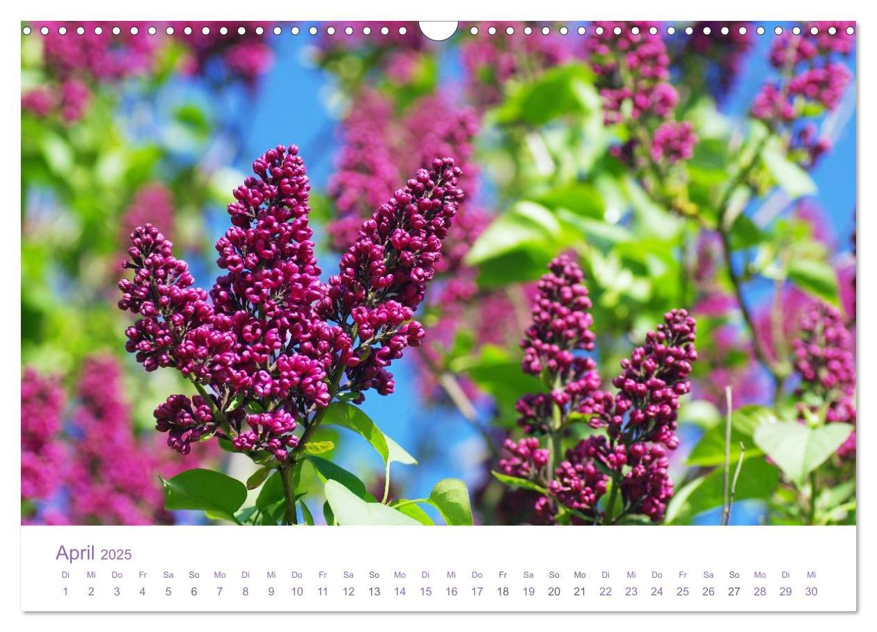 Bild: 9783435810048 | Blumen &amp; Blüten Träume (Wandkalender 2025 DIN A3 quer), CALVENDO...