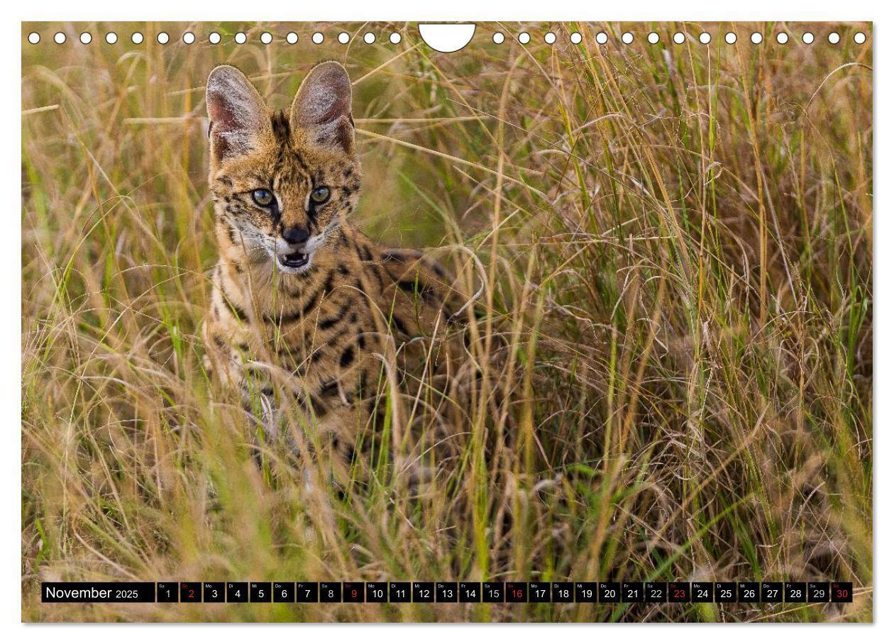 Bild: 9783435676941 | Masai Mara 2025 (Wandkalender 2025 DIN A4 quer), CALVENDO...