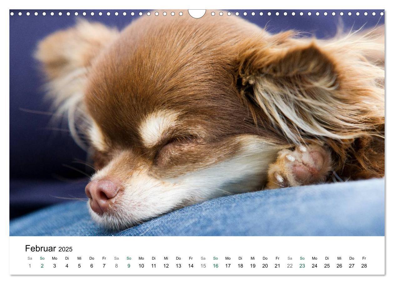 Bild: 9783435772247 | Chihuahuas - kleine Herzensbrecher (Wandkalender 2025 DIN A3 quer),...