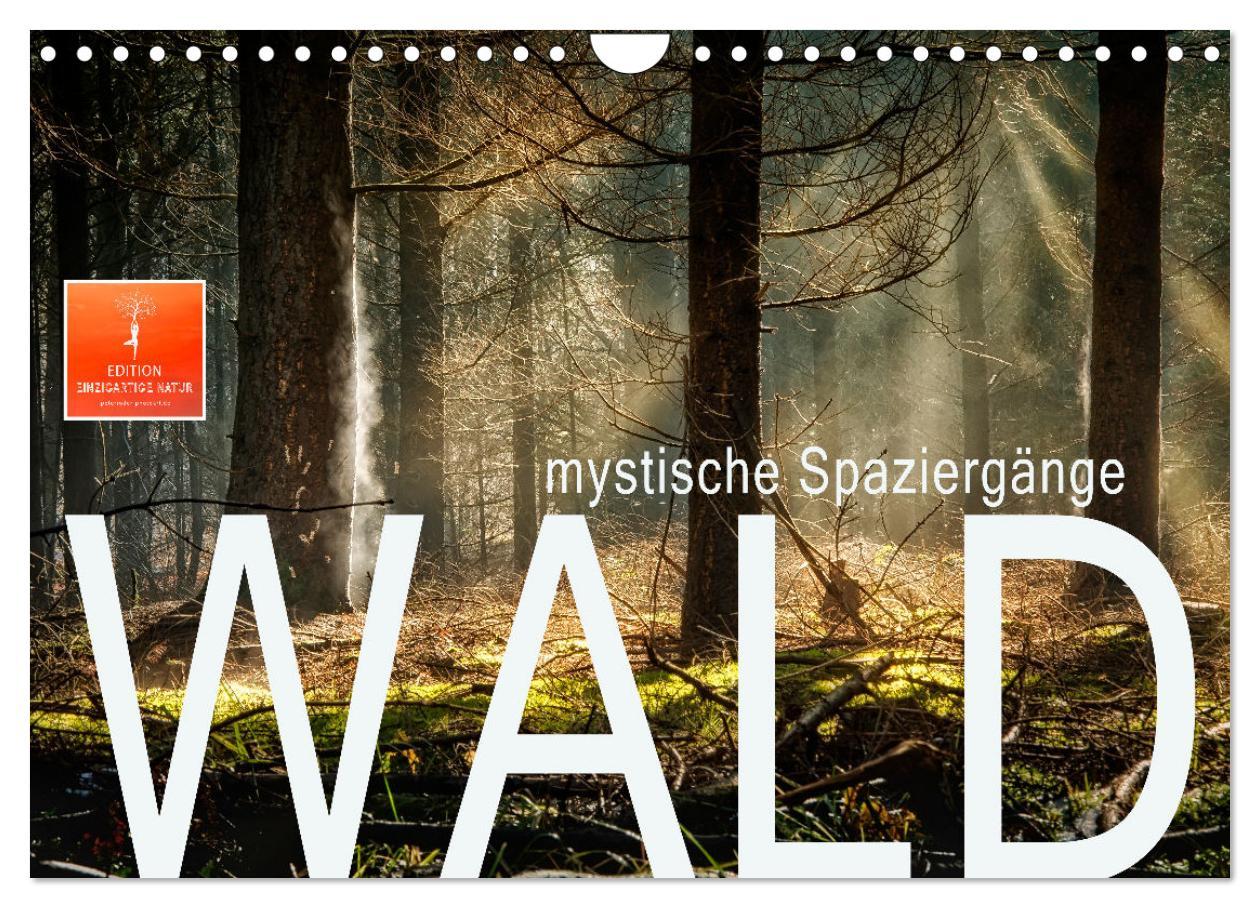 Cover: 9783435071876 | Wald - mystische Spaziergänge (Wandkalender 2025 DIN A4 quer),...