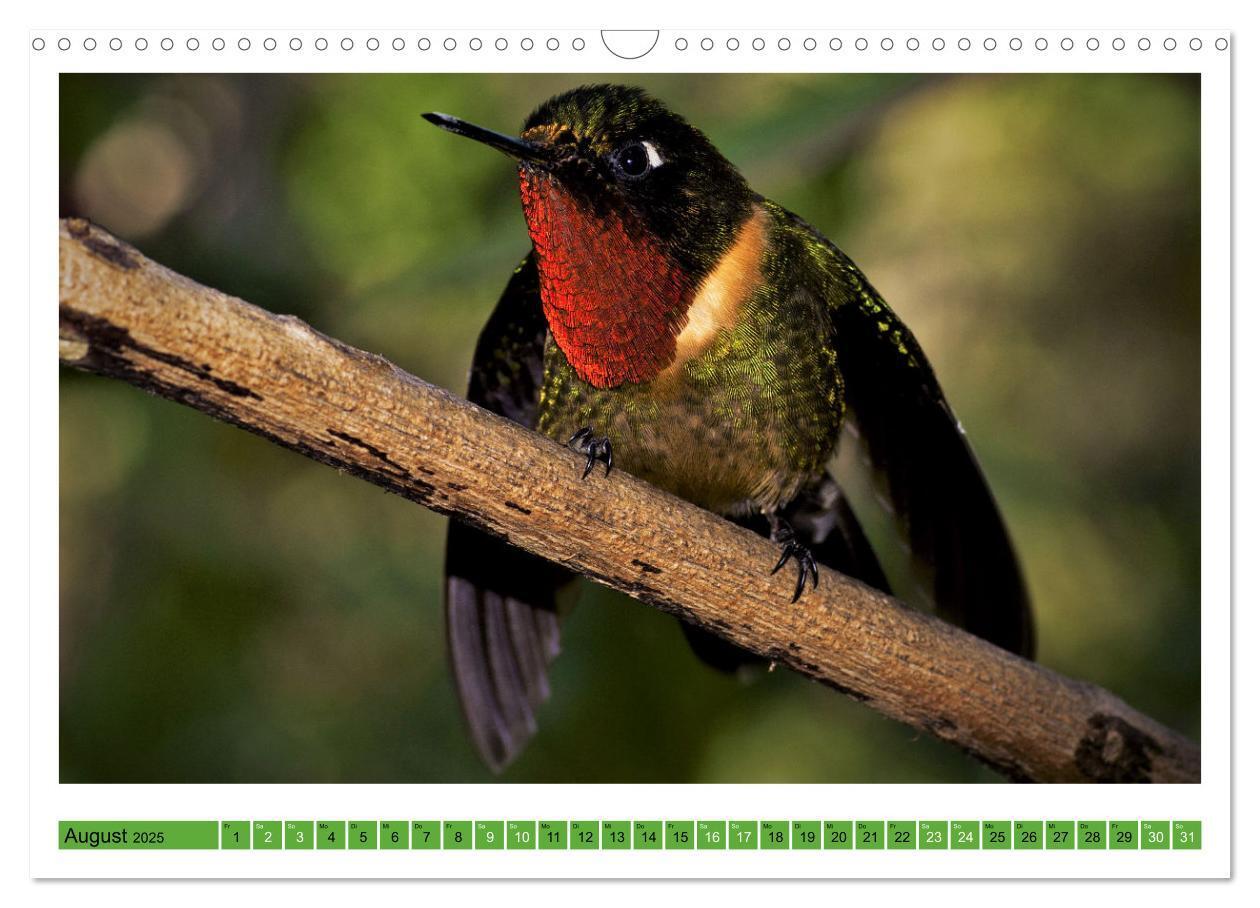 Bild: 9783435428335 | Kolibris; Anmut, Schönheit, Farben (Wandkalender 2025 DIN A3 quer),...