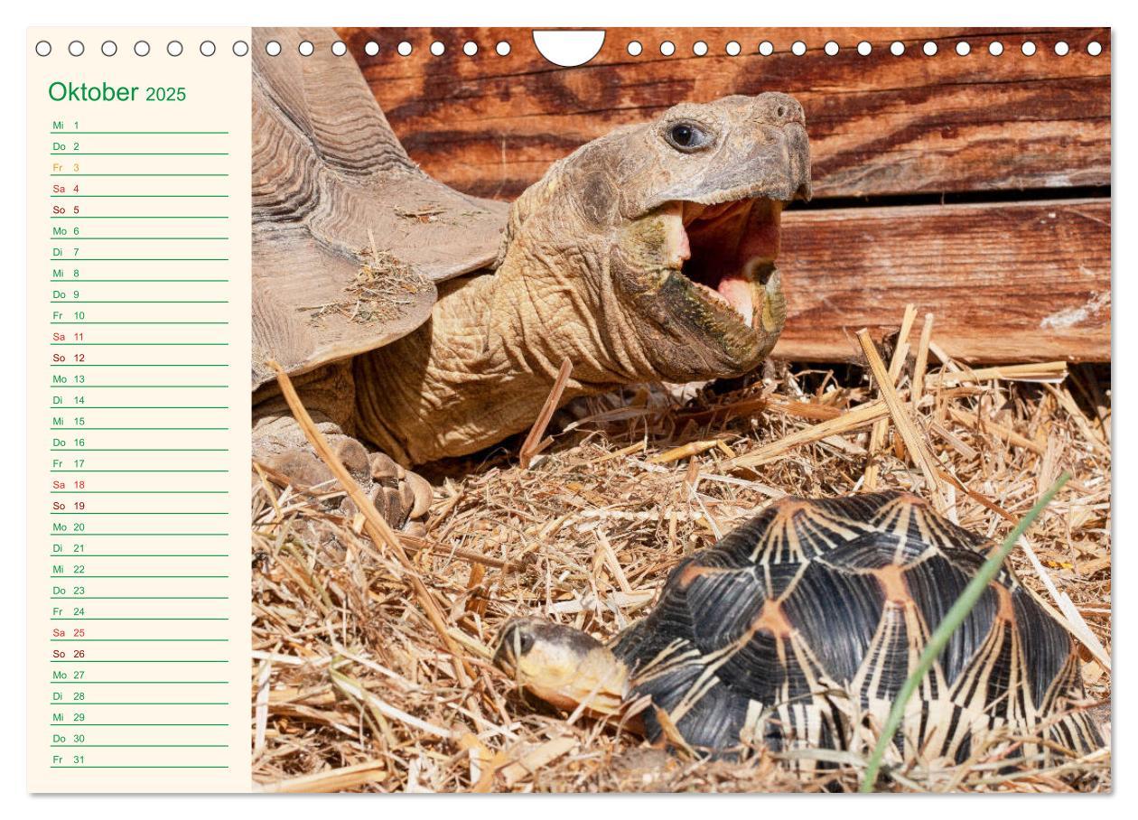 Bild: 9783435131983 | Meine Schildkröten - Geburtstagskalender (Wandkalender 2025 DIN A4...