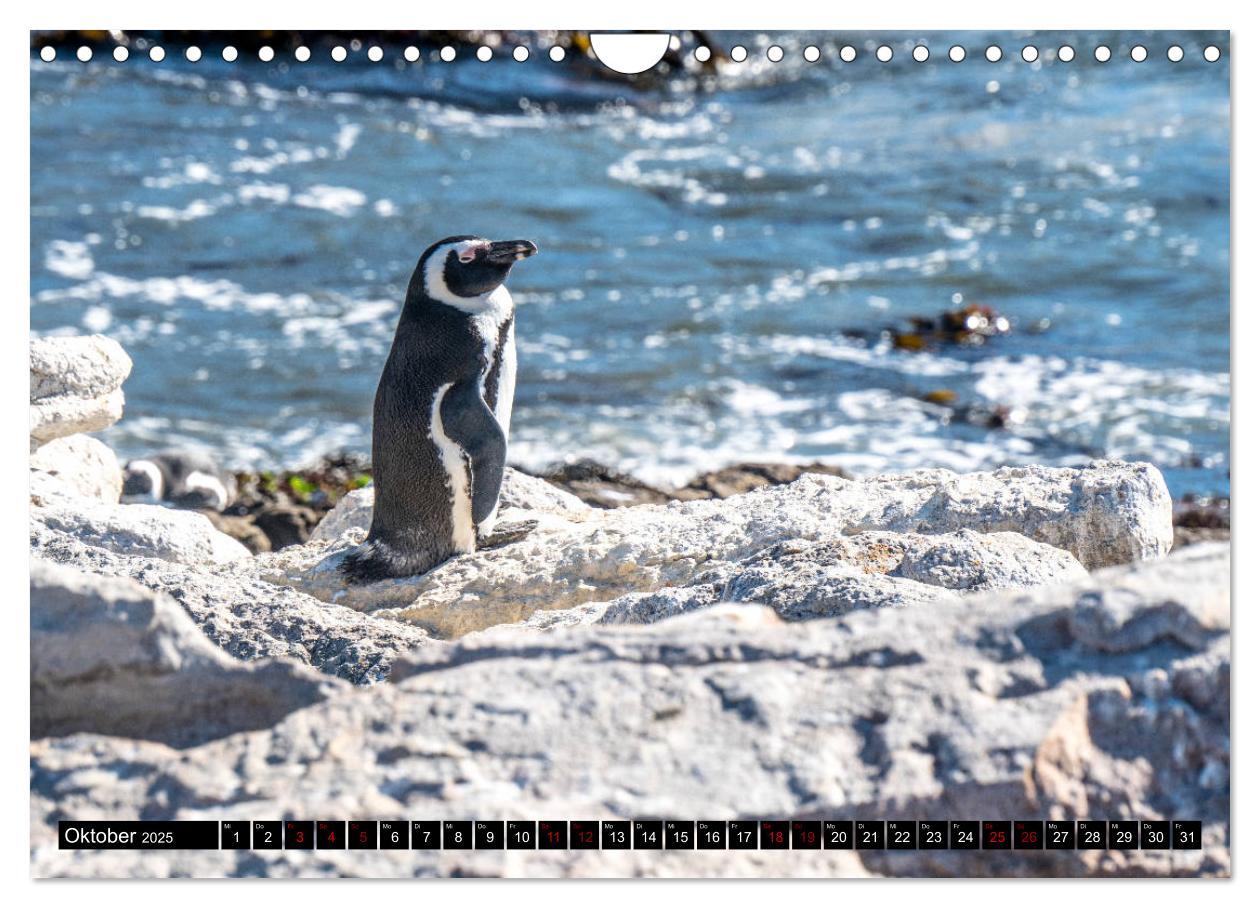 Bild: 9783435435098 | Südafrika - Urlaubsimpressionen (Wandkalender 2025 DIN A4 quer),...