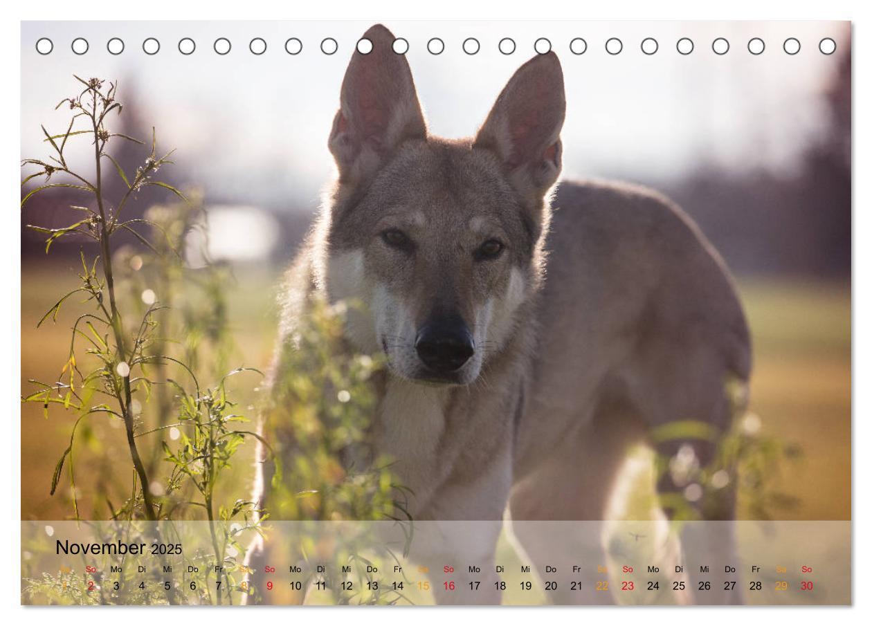 Bild: 9783435410262 | Wolfshunde 2025 (Tischkalender 2025 DIN A5 quer), CALVENDO...