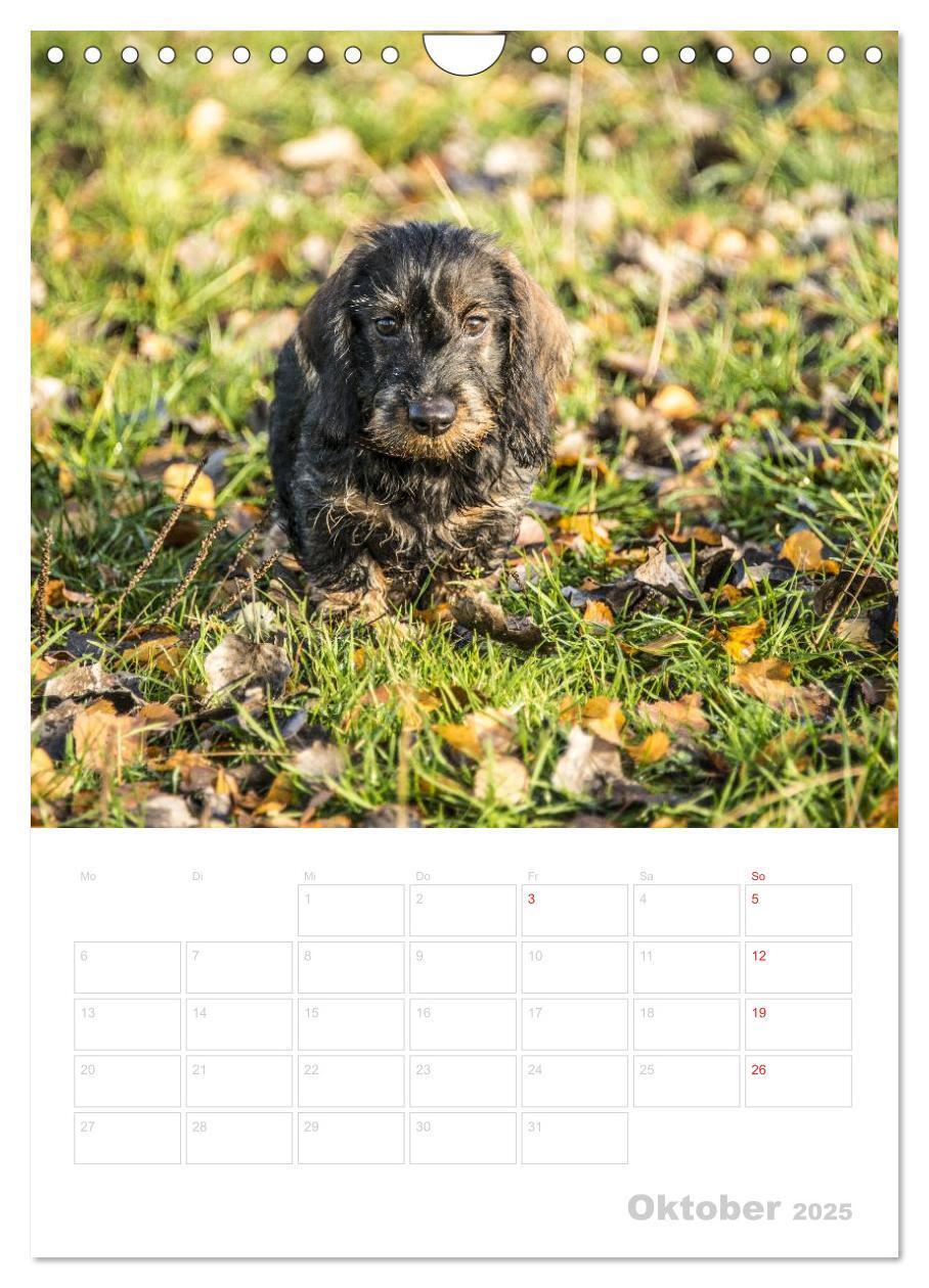 Bild: 9783457014554 | Der Dackel - mein kleiner Freund (Wandkalender 2025 DIN A4 hoch),...