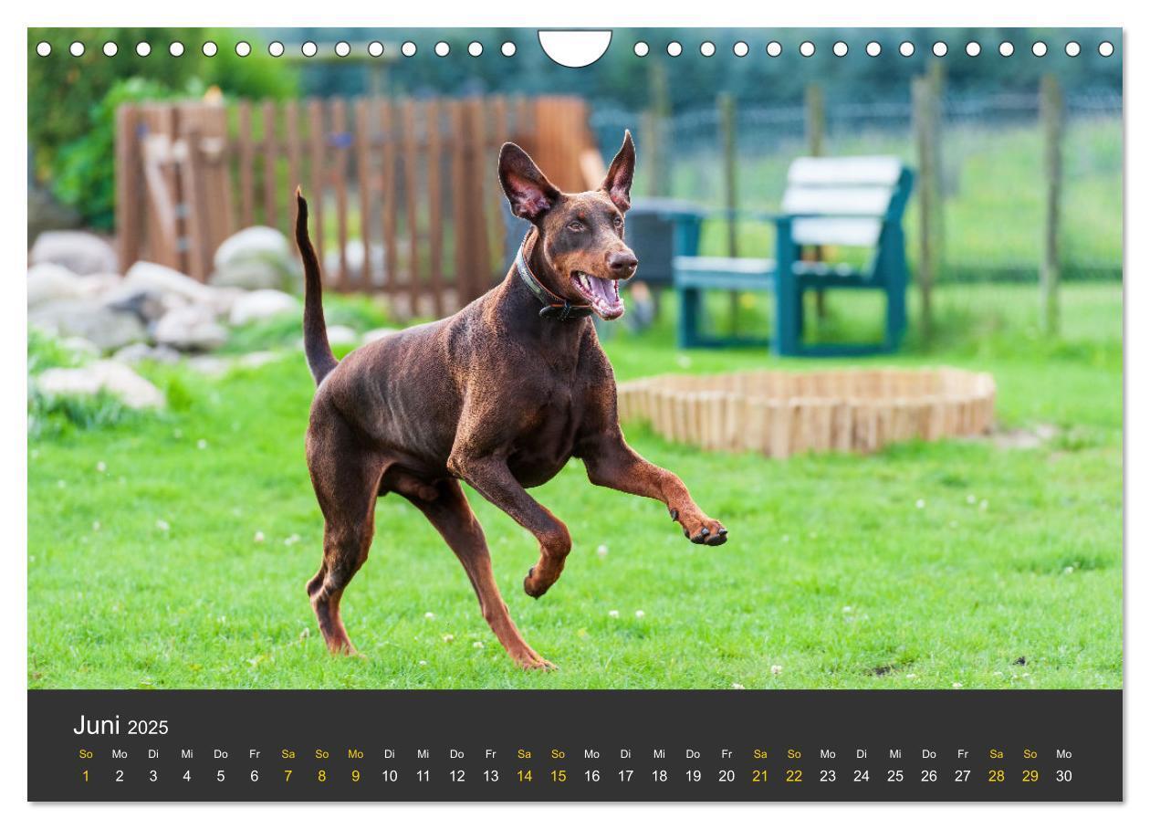 Bild: 9783435639366 | Dobermann 2025 (Wandkalender 2025 DIN A4 quer), CALVENDO...