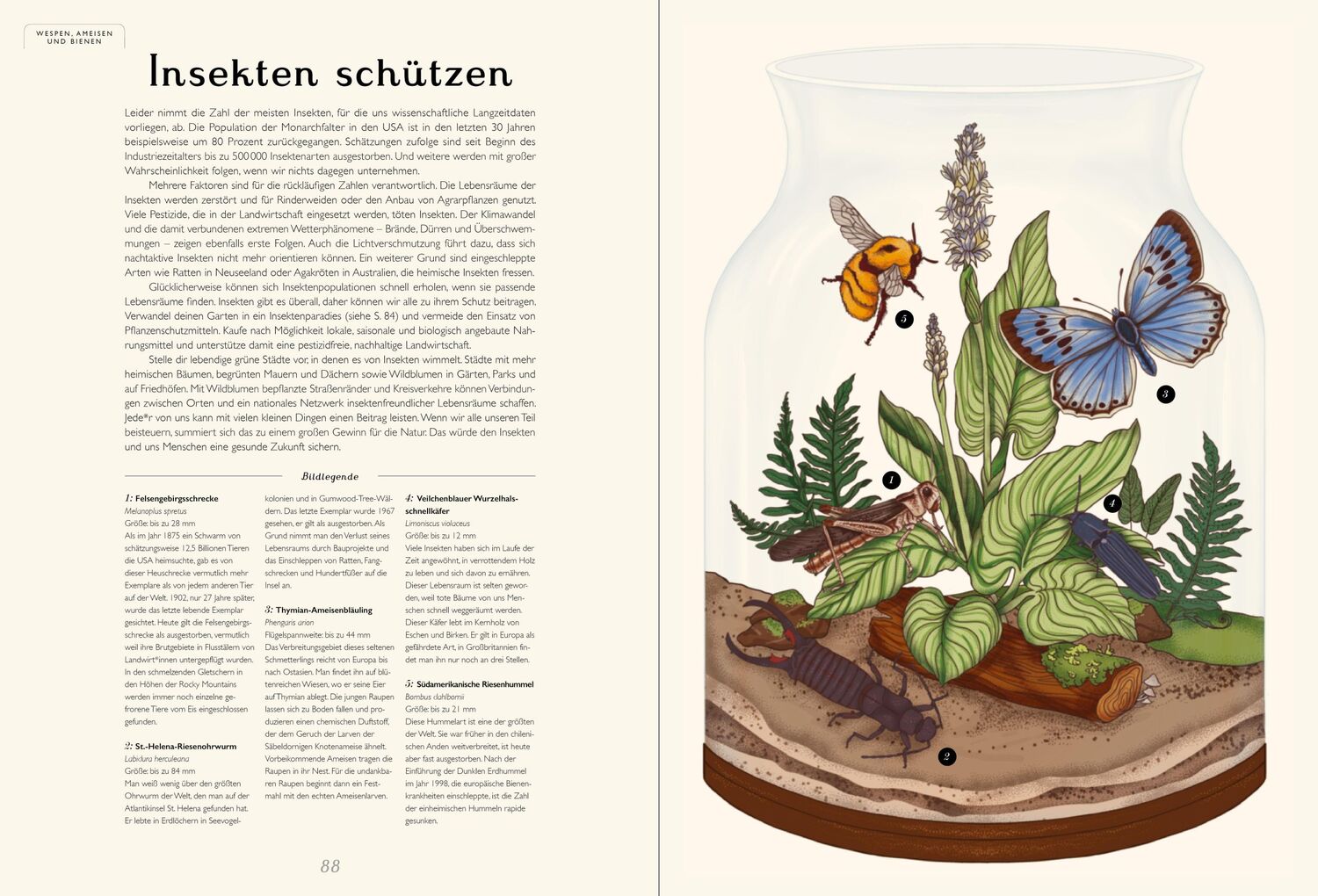 Bild: 9783791375861 | Das Museum der Insekten | Eintritt frei! | Dave Goulson (u. a.) | Buch