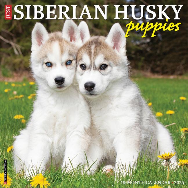 Cover: 9781549244902 | Just Siberian Husky Puppies 2025 12 X 12 Wall Calendar | Press | 2025