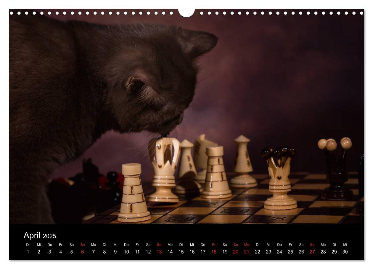 Bild: 9783435488032 | Schokoladige Britisch Kurzhaar Katzen (Wandkalender 2025 DIN A3...