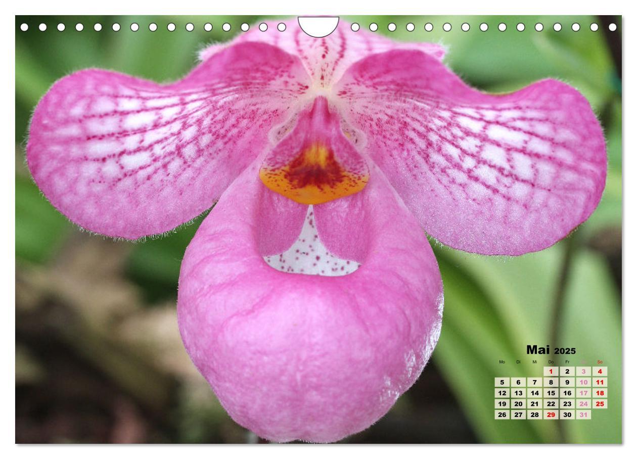 Bild: 9783383915901 | Schönste Orchideen (Wandkalender 2025 DIN A4 quer), CALVENDO...