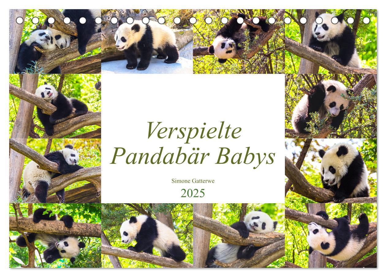 Cover: 9783435266395 | Pandabär Babys (Tischkalender 2025 DIN A5 quer), CALVENDO...