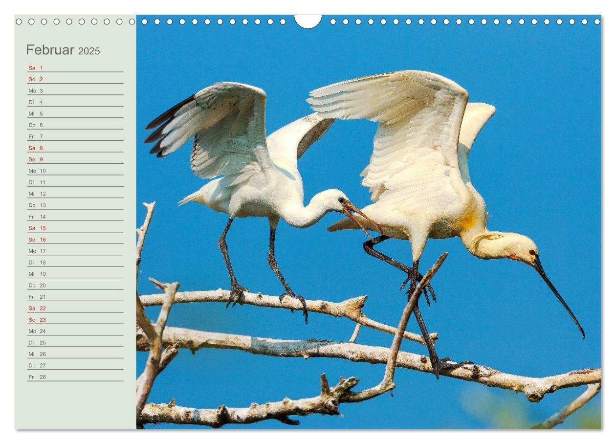 Bild: 9783435116911 | Donaudelta - Tierparadies am Schwarzen Meer (Wandkalender 2025 DIN...