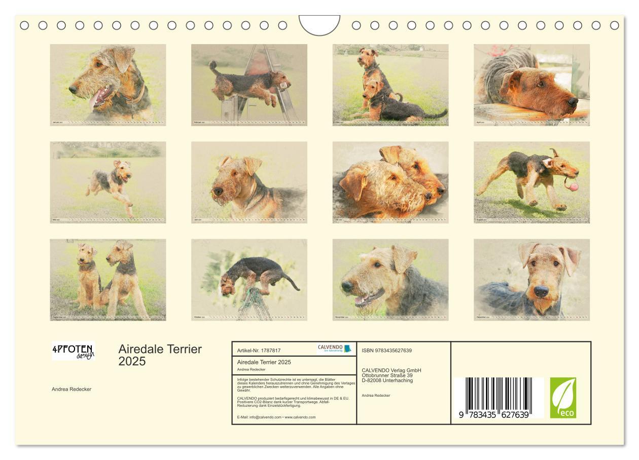 Bild: 9783435627639 | Airedale Terrier 2025 (Wandkalender 2025 DIN A4 quer), CALVENDO...