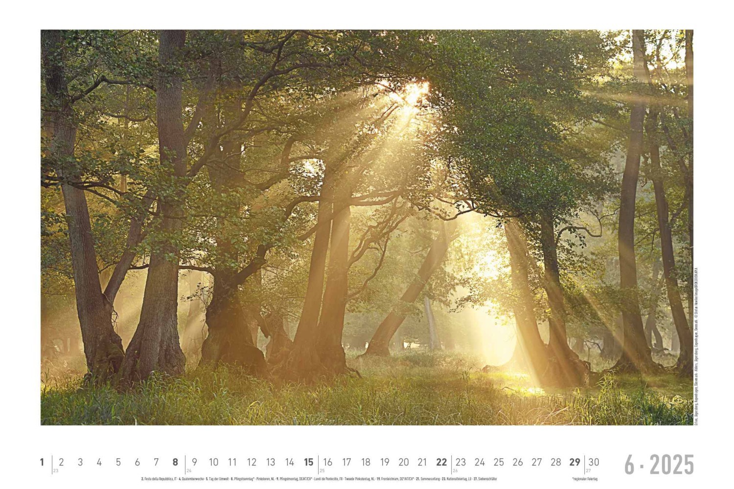 Bild: 4251732342197 | Lebensraum Wald 2025 - Bildkalender 49,5x33 cm - Tiere und Pflanzen...