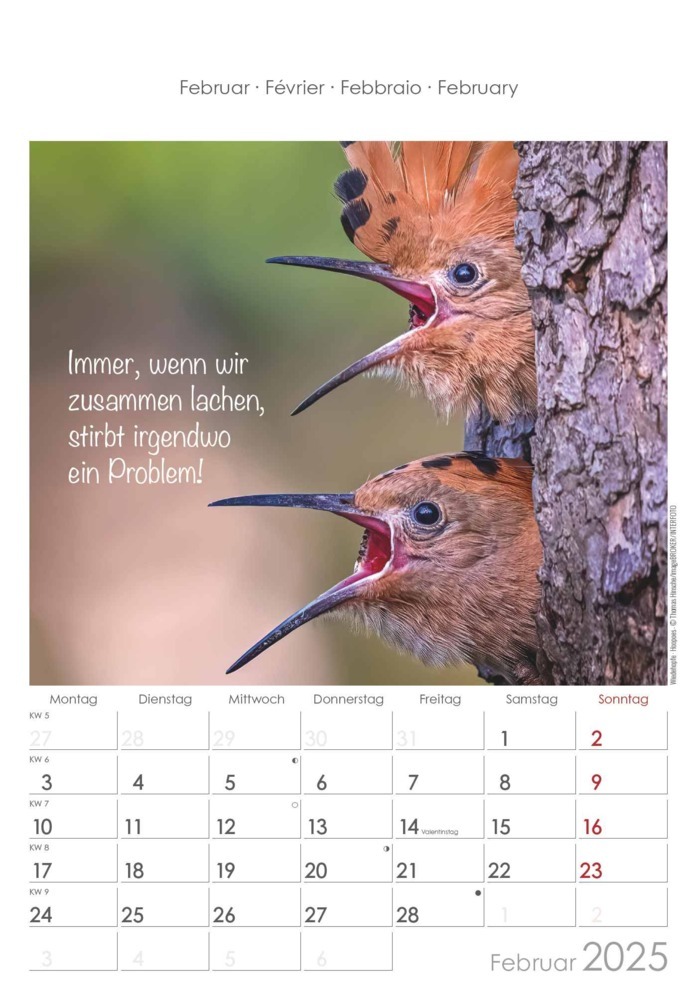 Bild: 4251732341039 | Alpha Edition - Kleine Freunde 2025 Bildkalender, 23,7x34cm,...