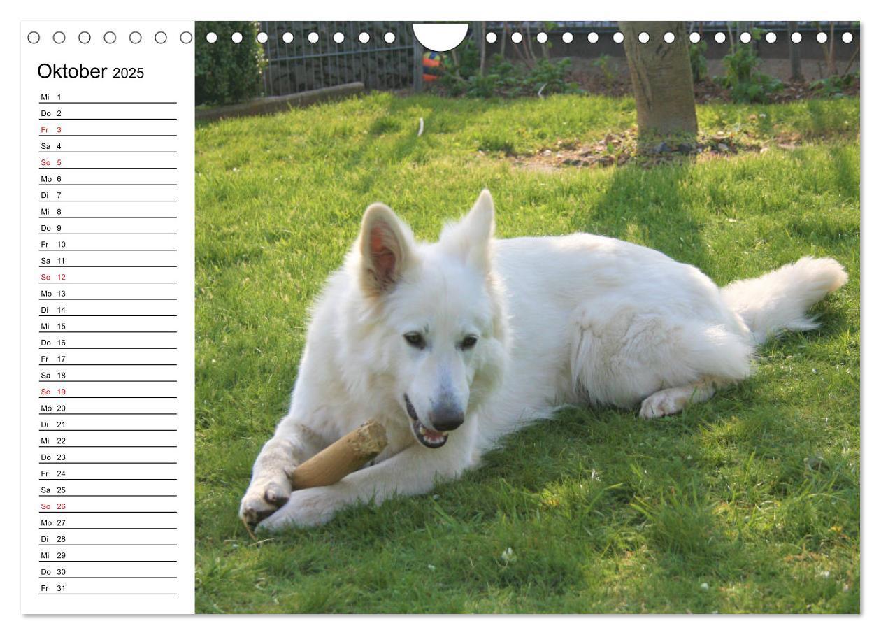 Bild: 9783435237982 | Berger Blanc Suisse - Weißer Schweizer Schäferhund (Wandkalender...