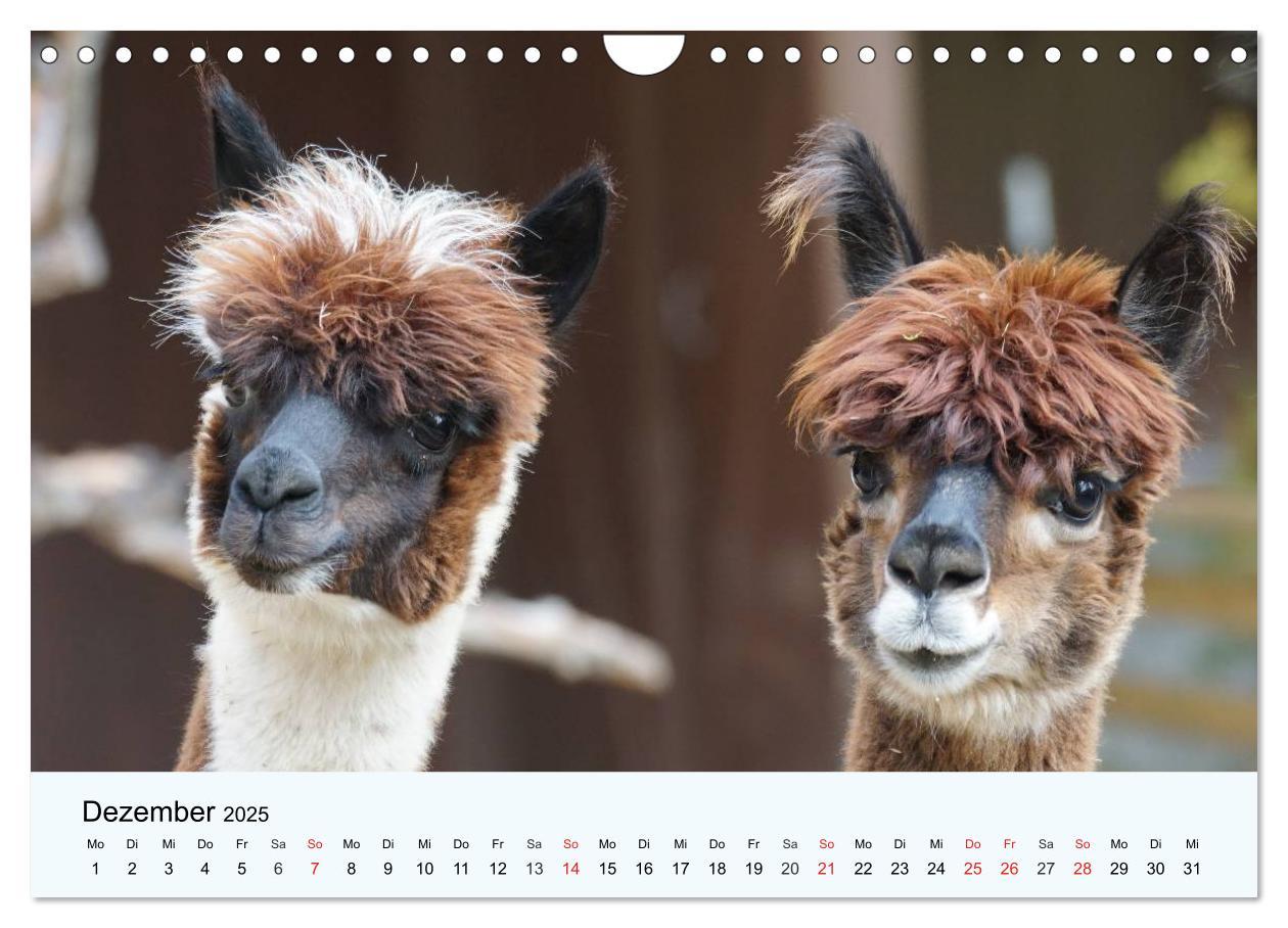 Bild: 9783435483846 | Die Kameliden. Hübsche Kamele, Lamas und Alpakas (Wandkalender 2025...