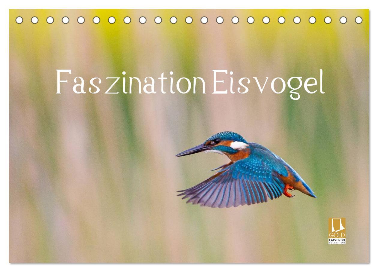 Cover: 9783435491933 | Faszination Eisvogel (Tischkalender 2025 DIN A5 quer), CALVENDO...