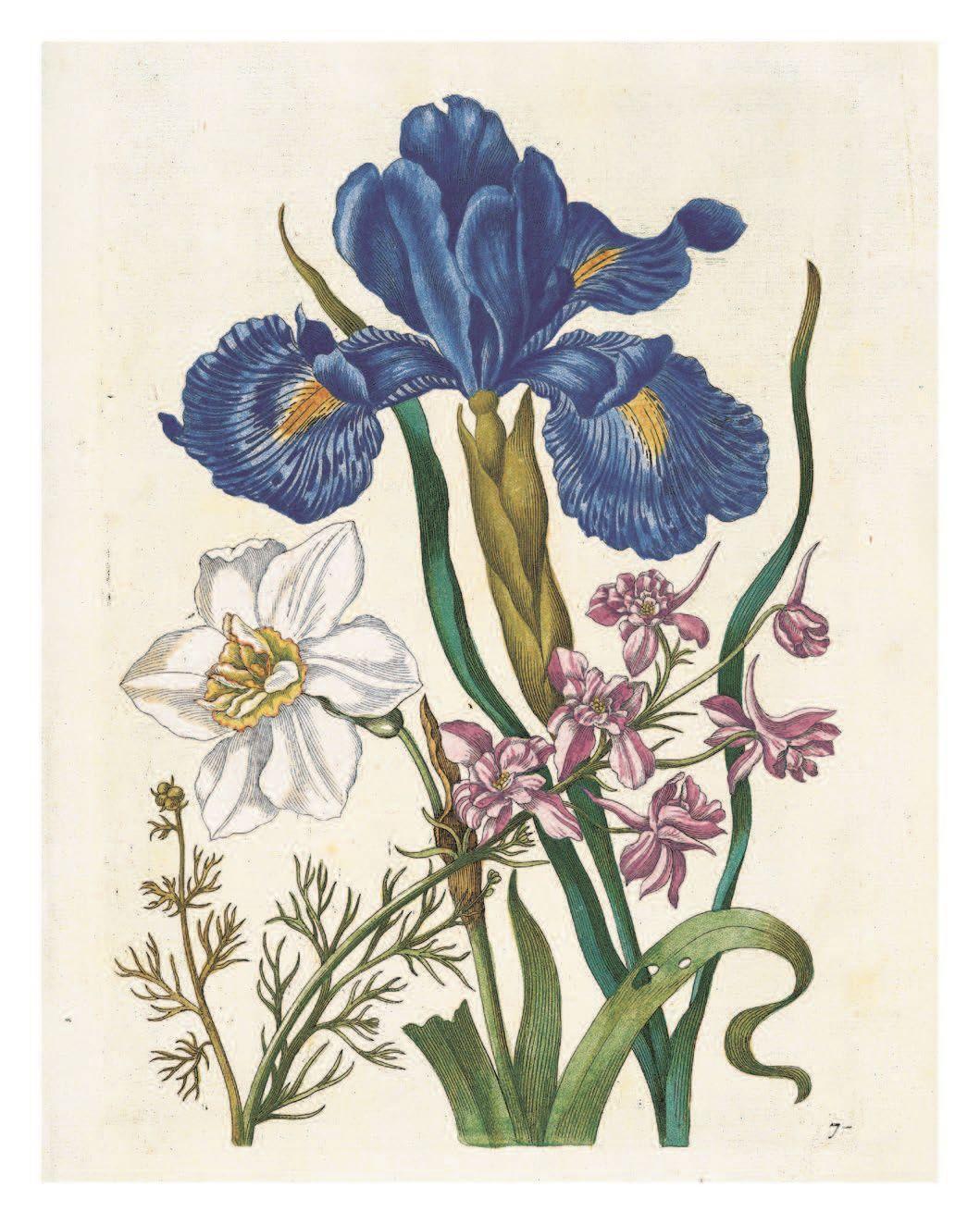 Bild: 9783791386003 | Maria Sibylla Merian: The New Book of Flowers/Neues Blumenbuch | Buch