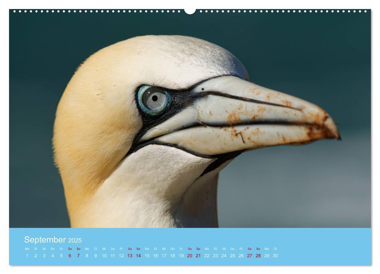 Bild: 9783457207581 | Basstölpel auf Helgoland - von Ostfriesenfotografie (Wandkalender...