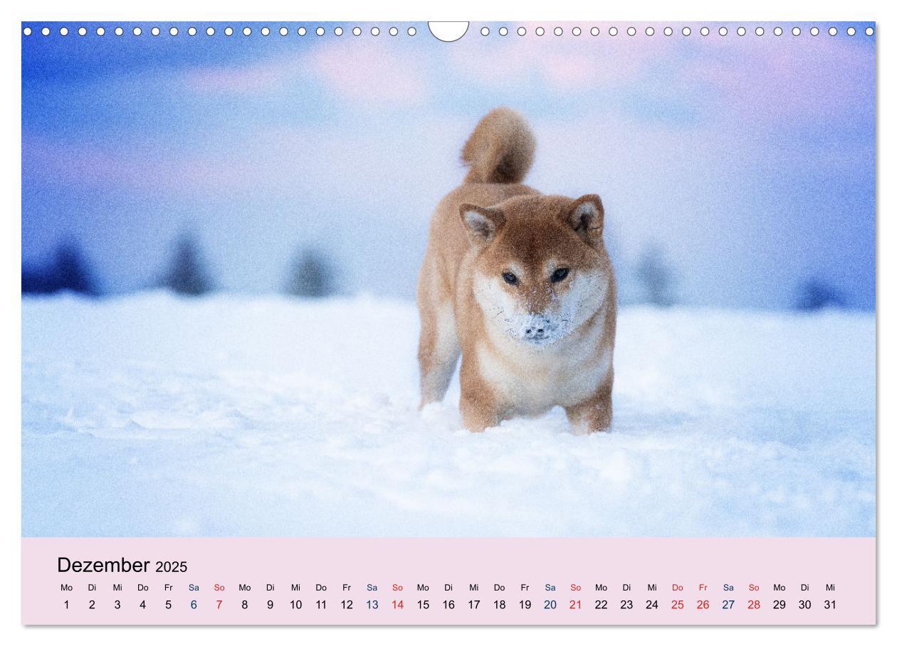 Bild: 9783457234143 | Shiba Inu - mutig, treu, selbstbewusst (Wandkalender 2025 DIN A3...