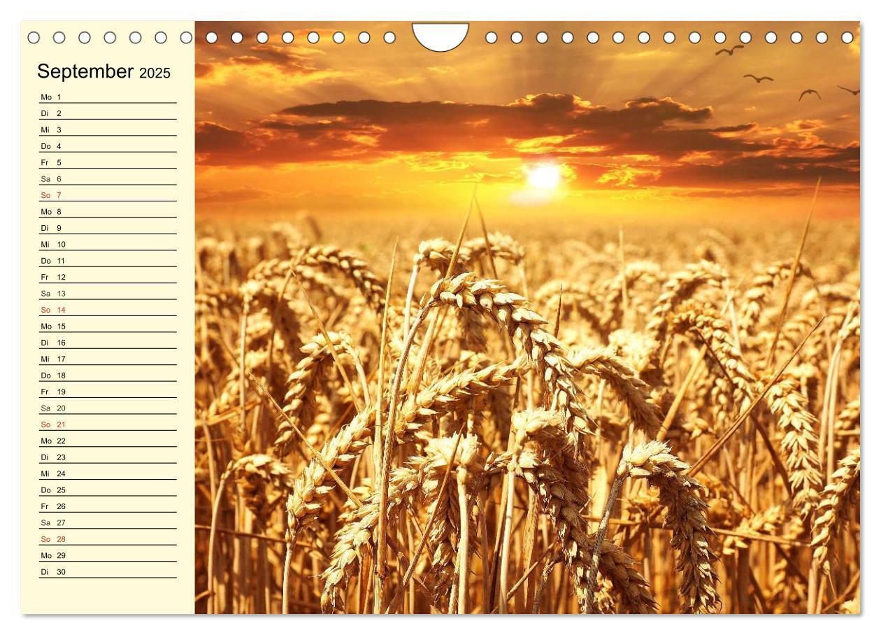 Bild: 9783435513185 | Bier. Die Kunst des Bierbrauens. Impressionen (Wandkalender 2025...