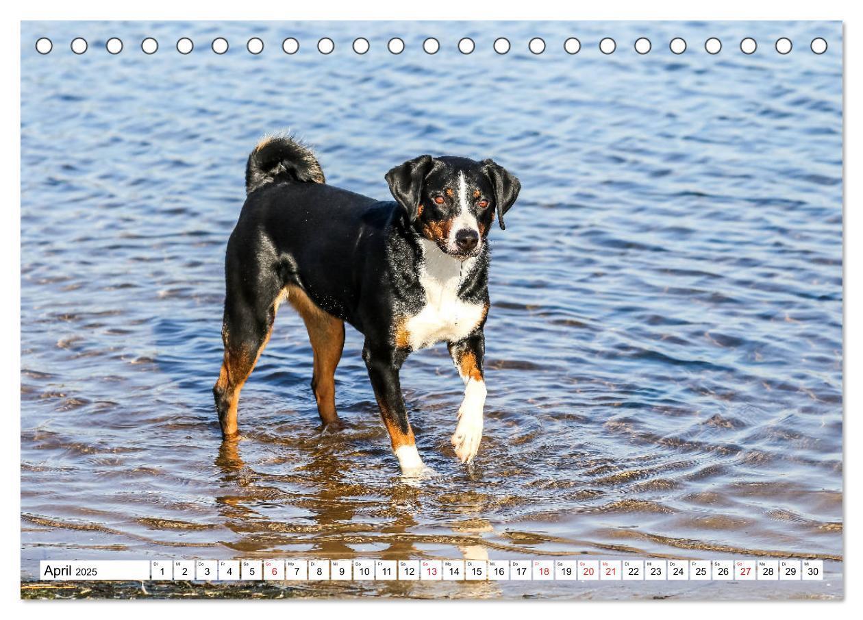 Bild: 9783435331550 | Appenzeller Sennenhunde (Tischkalender 2025 DIN A5 quer), CALVENDO...