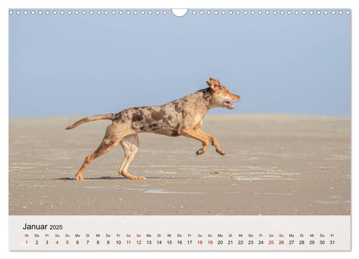 Bild: 9783435180684 | Lousiana Catahoula Leopard (Wandkalender 2025 DIN A3 quer),...