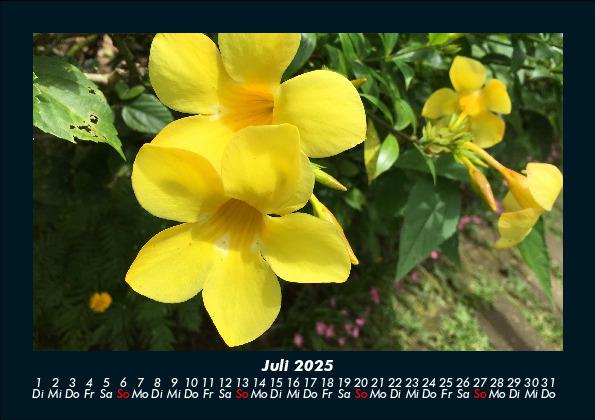 Bild: 9783755986577 | Blumenkalender 2025 Fotokalender DIN A5 | Tobias Becker | Kalender