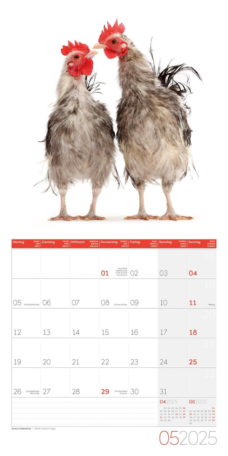 Bild: 9783838445199 | Verrückte Hühner Kalender 2025 - 30x30 | Ackermann Kunstverlag | 28 S.