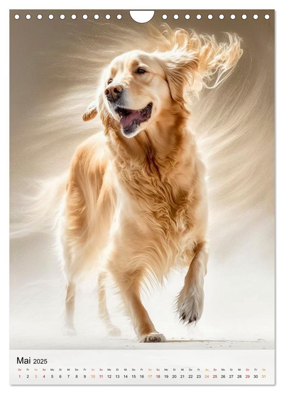 Bild: 9783435881246 | Golden Retriever - ein Hund für die Familie (Wandkalender 2025 DIN...