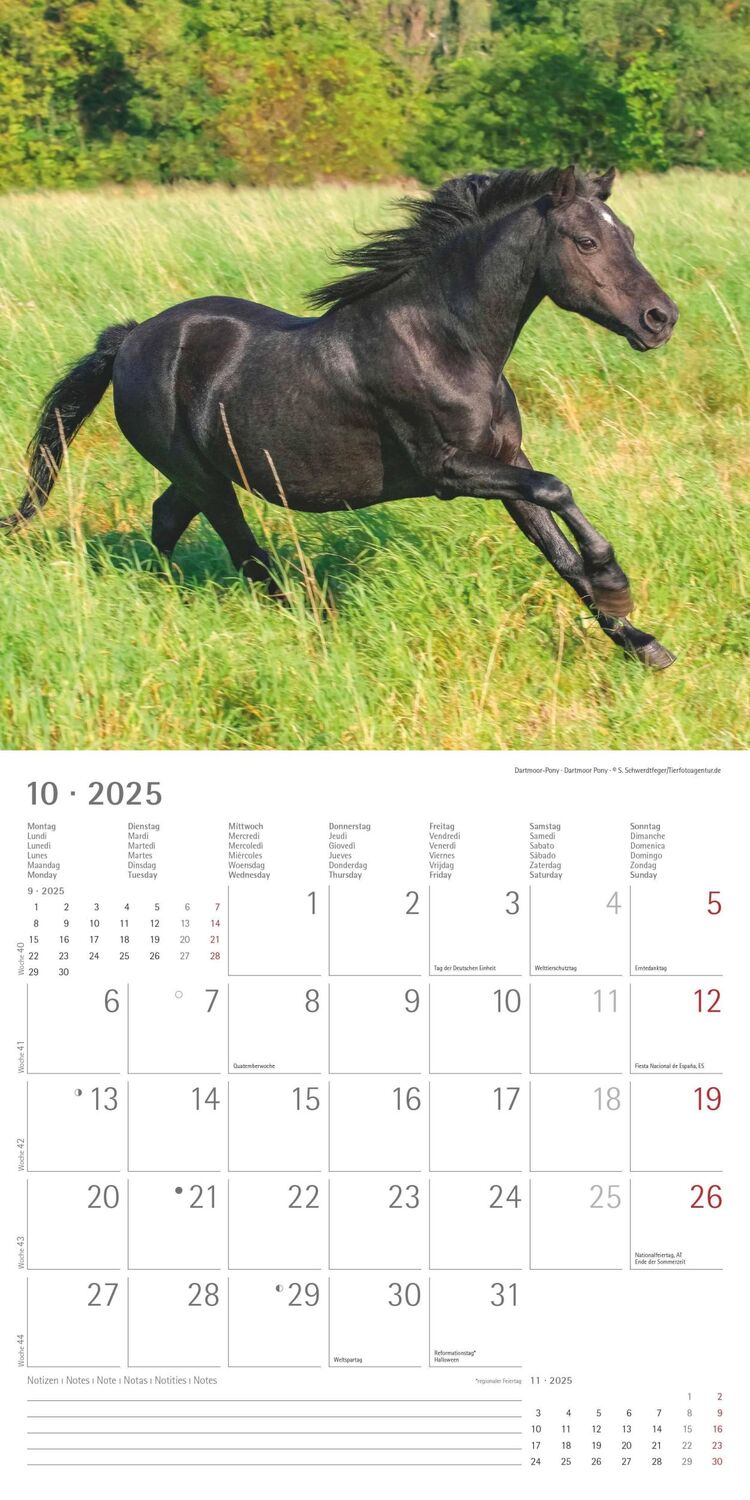 Bild: 4251732343040 | Ponys 2025 - Broschürenkalender 30x30 cm (30x60 geöffnet) -...