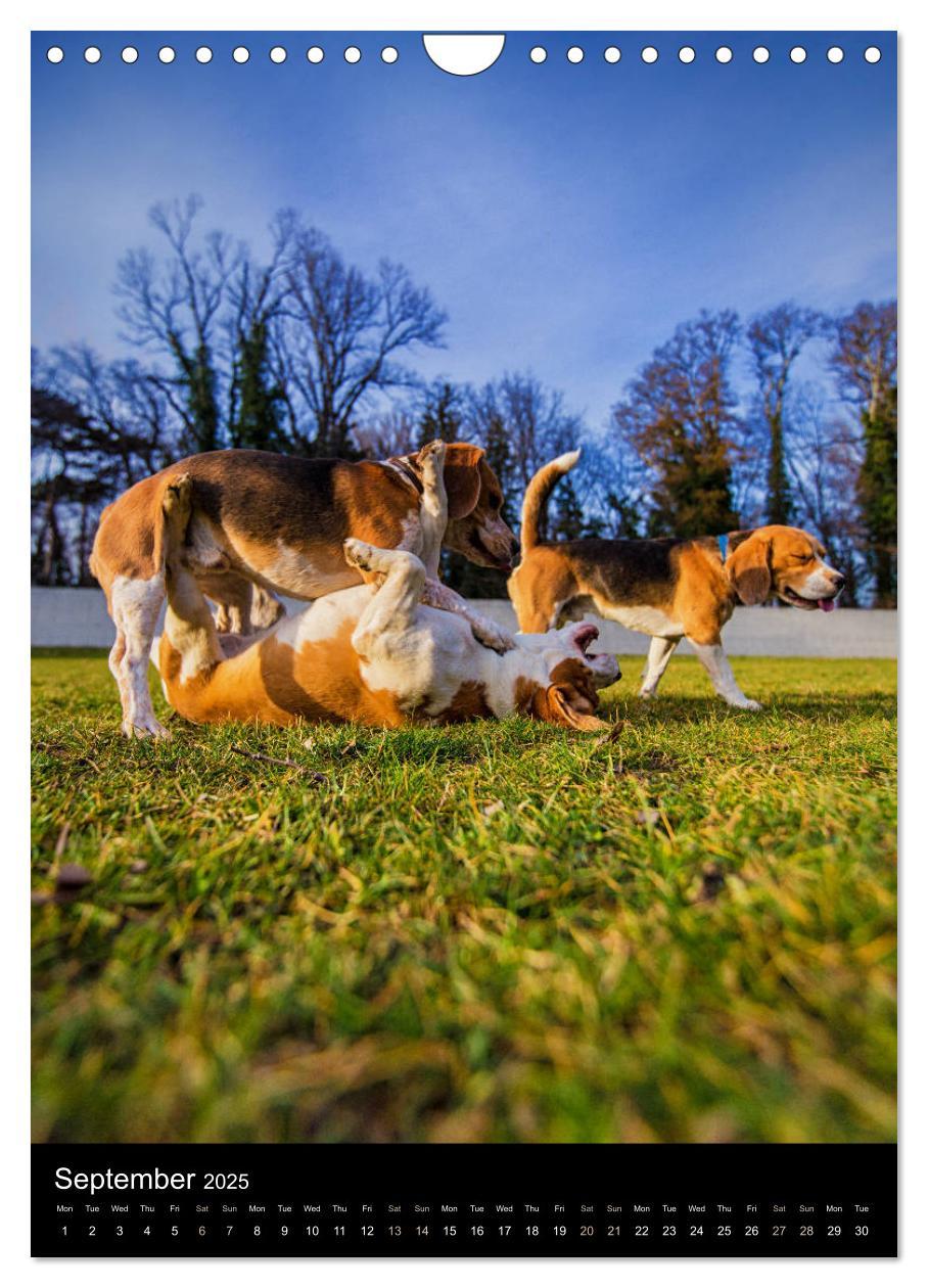 Bild: 9781325973002 | Beagles in action (Wall Calendar 2025 DIN A4 portrait), CALVENDO 12...