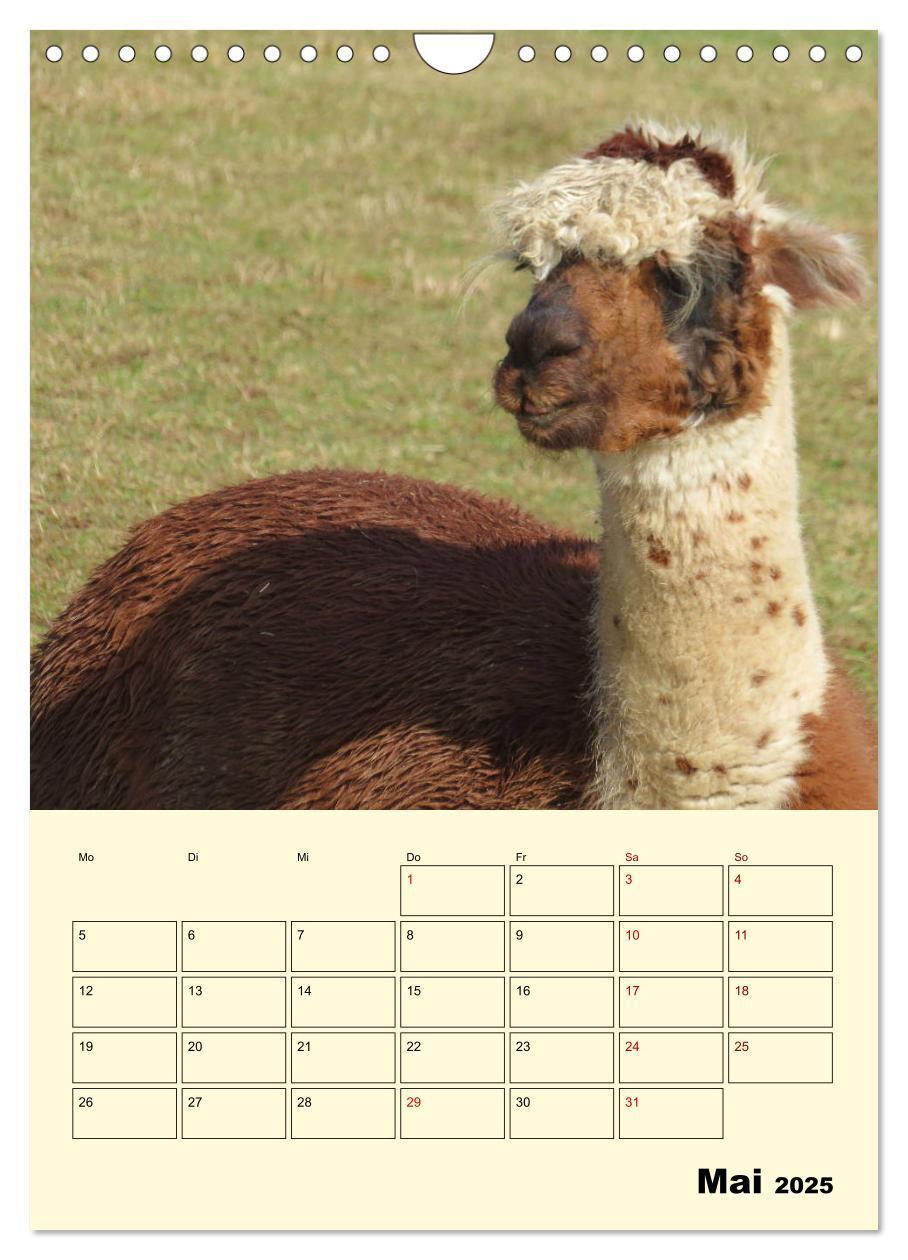 Bild: 9783435962839 | Alpakas erleben (Wandkalender 2025 DIN A4 hoch), CALVENDO...