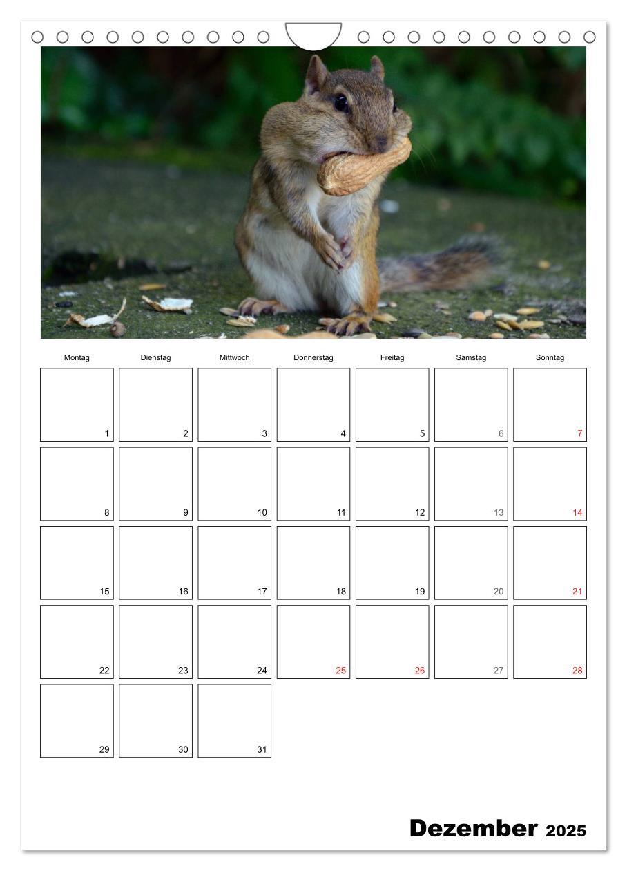 Bild: 9783457026670 | Streifenhörnchen - neugierige Nager (Wandkalender 2025 DIN A4...