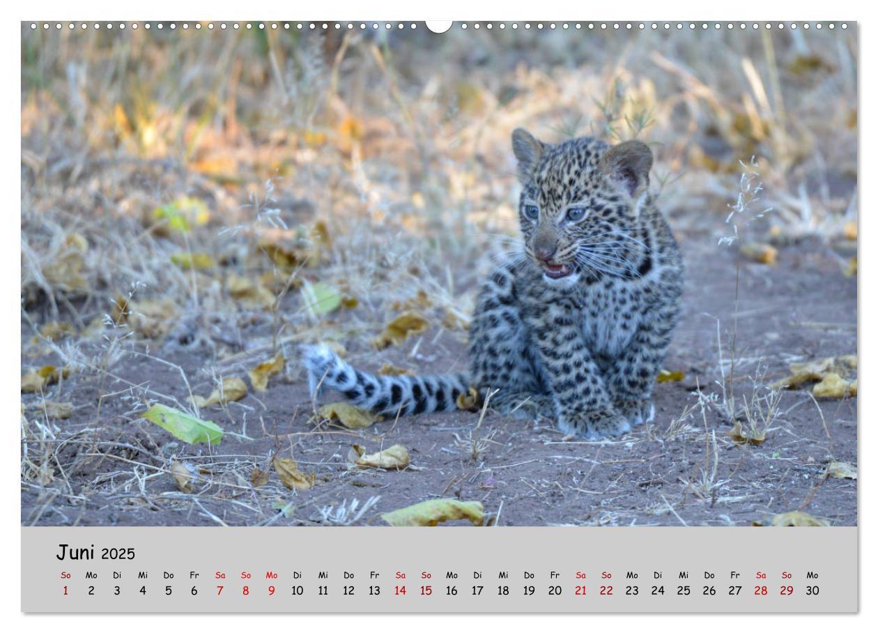 Bild: 9783435365296 | Leoparden - groß und klein (Wandkalender 2025 DIN A2 quer),...