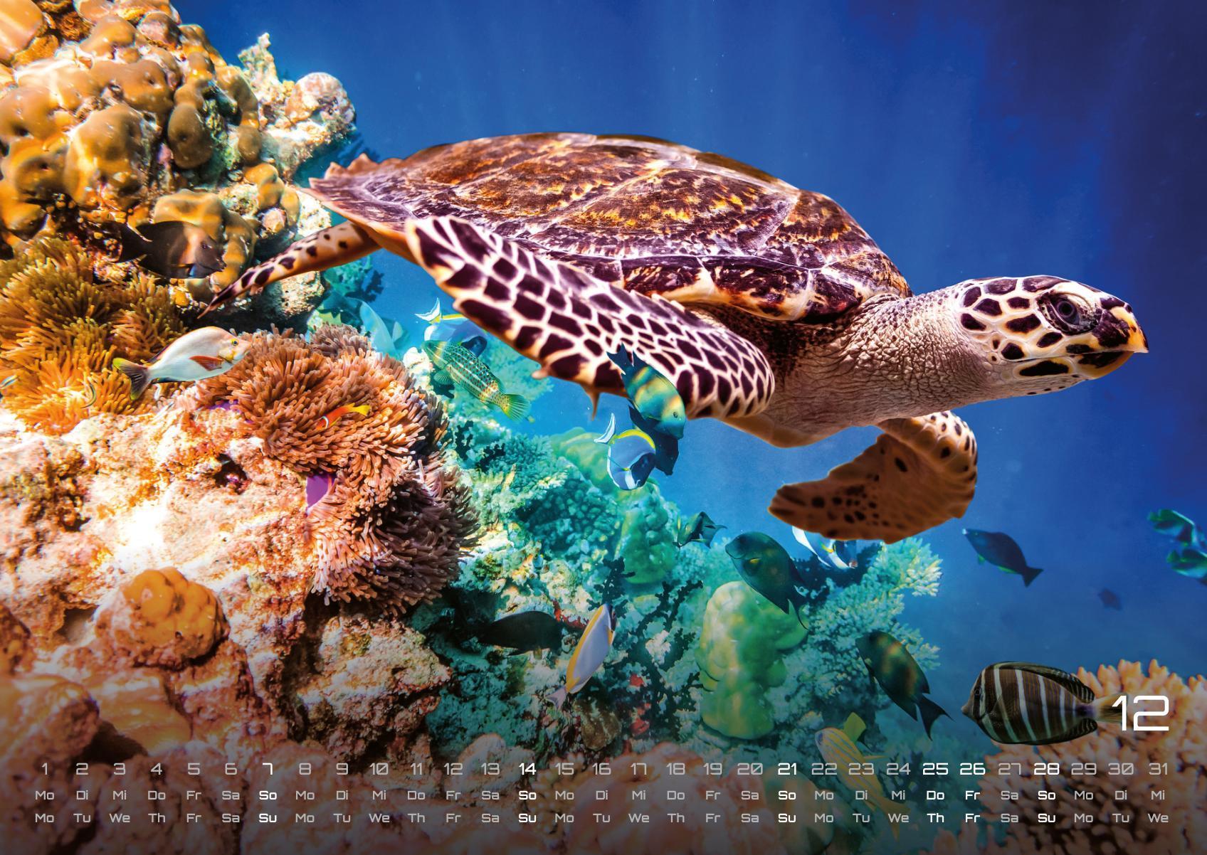 Bild: 9783986734299 | Sealife - verborgene Tiefen - 2025 - Kalender DIN A2 | GP-Fever. de