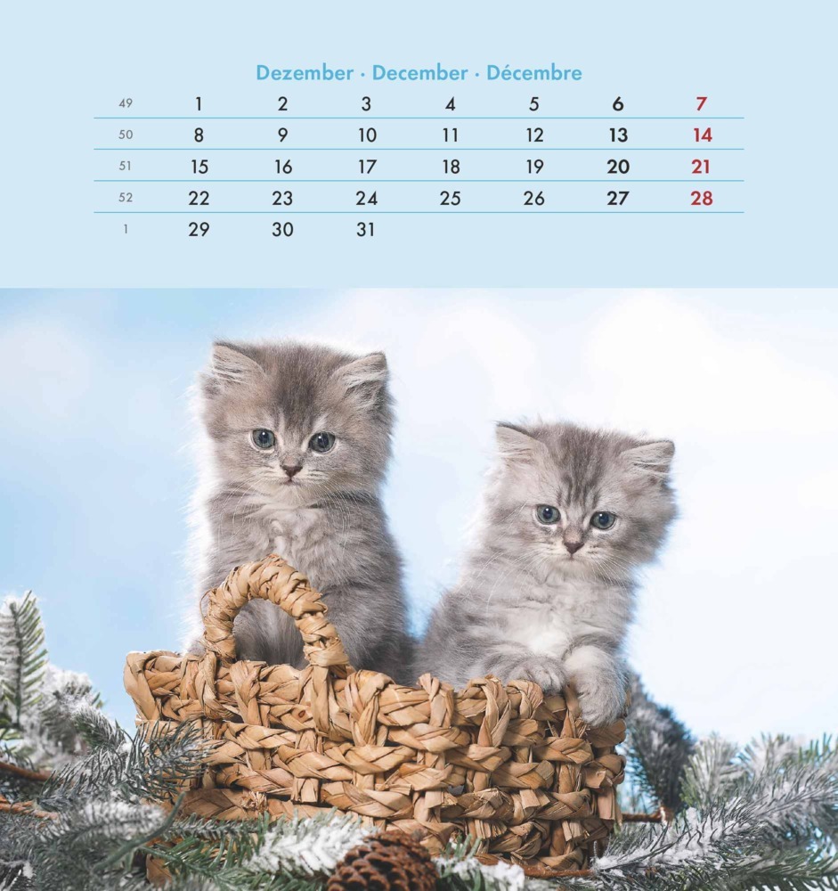 Bild: 4251732342296 | Alpha Edition - Schmusekatzen 2025 Postkartenkalender, 16x17cm,...