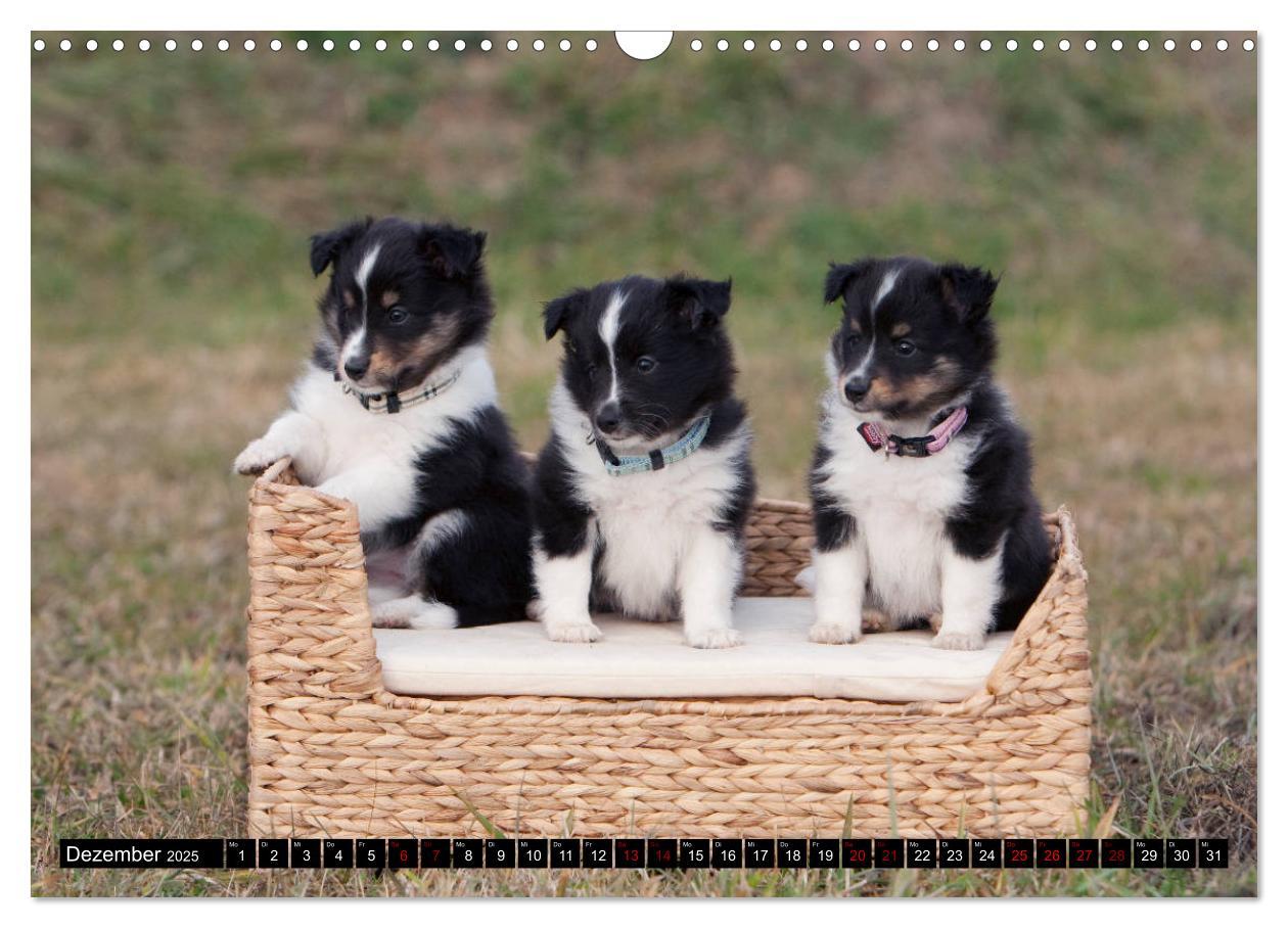 Bild: 9783435409686 | Shetland Sheepdogs - Kleine Charmeure (Wandkalender 2025 DIN A3...