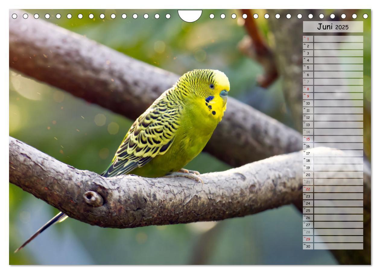 Bild: 9783383939884 | Zauberhafte Wellensittiche (Wandkalender 2025 DIN A4 quer),...